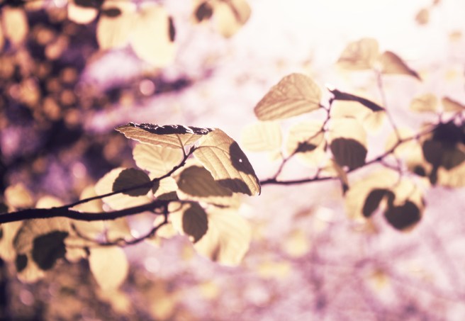 3917568301_47752f7cc9_o (1).jpg