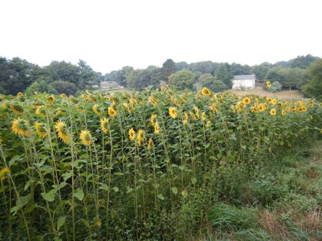 10659221_10103165822393442_9176613333449957236_n